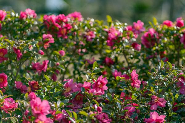 Camellias are in bloom in JAM!